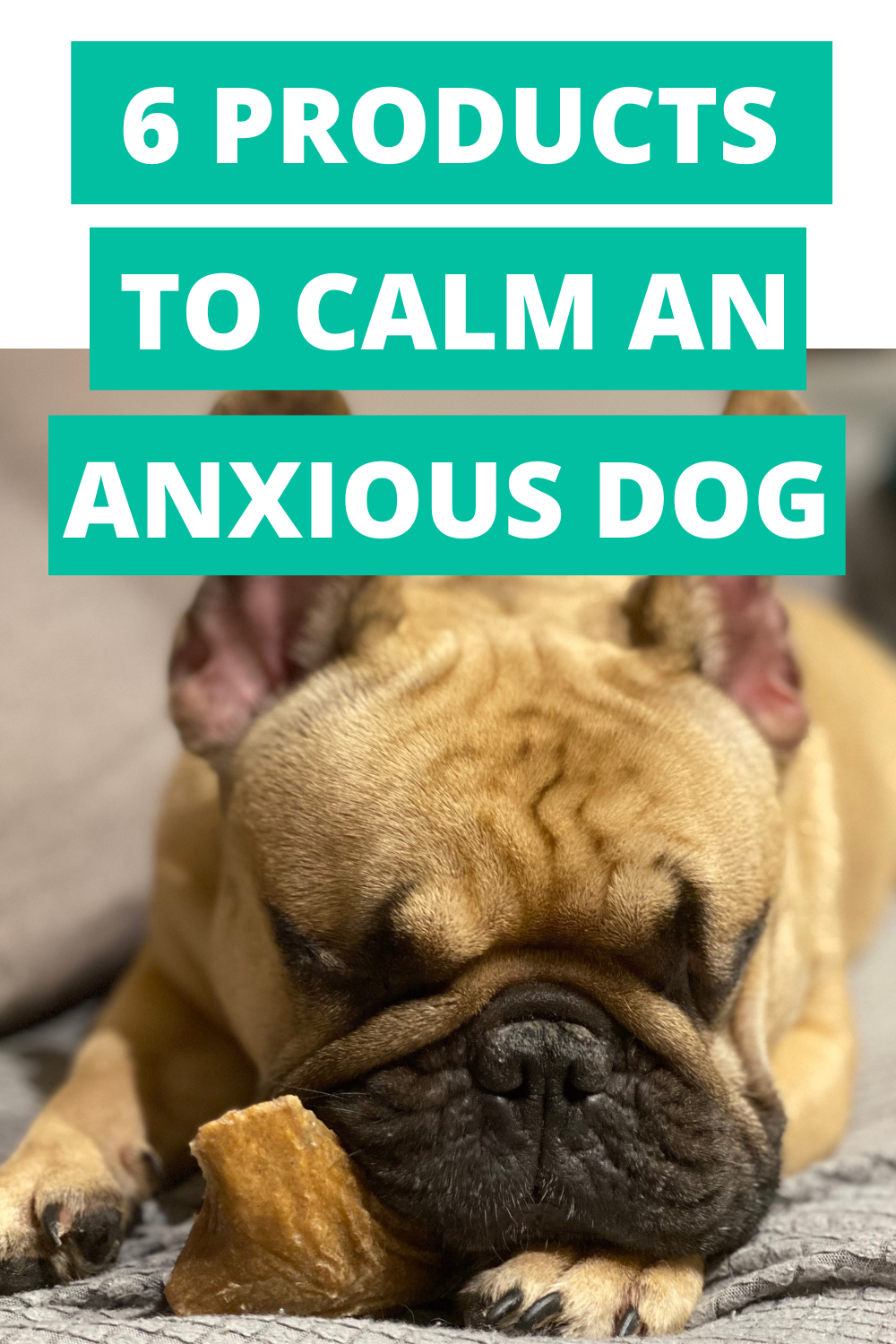 https://www.blindpaws.com/dist/ANXIOUS.png