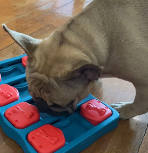 https://www.blindpaws.com/dist/top_toys.png